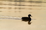Gadwall Silhouette